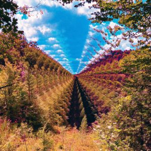 tame impala